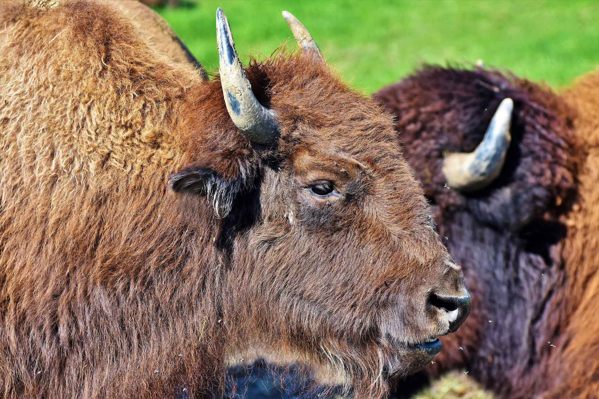 caleche visite parc bison margeride