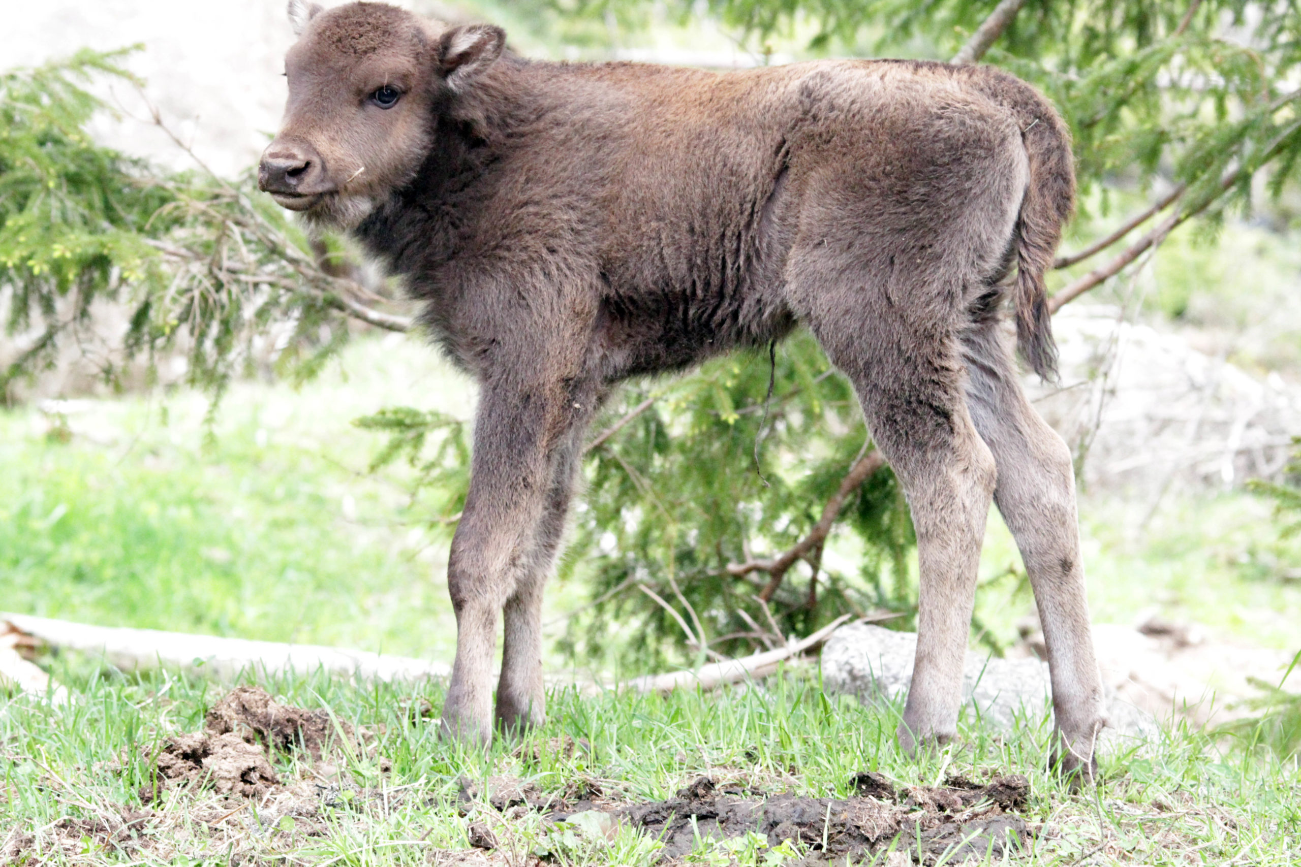 veau bison margeride lozere