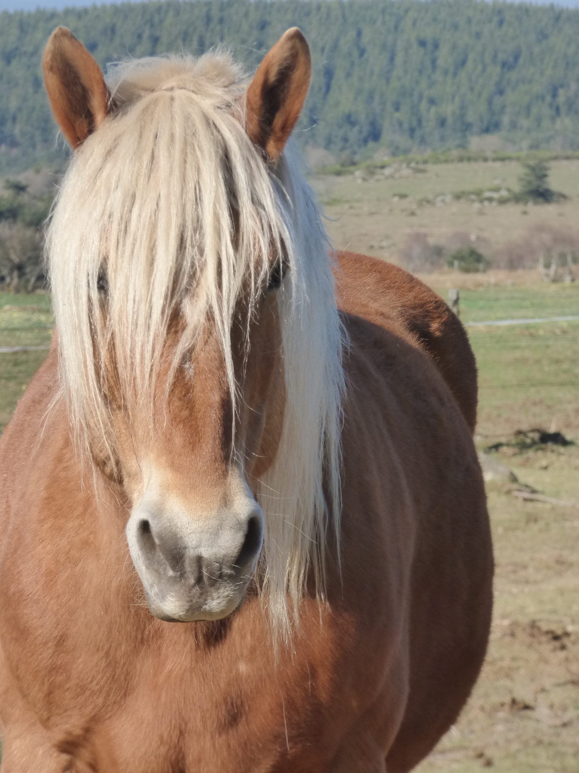 chevaux de trait bison margeride