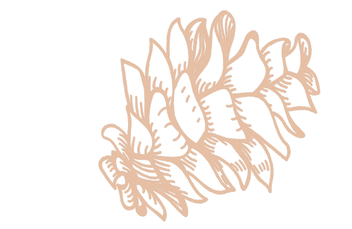 pomme-de-pin