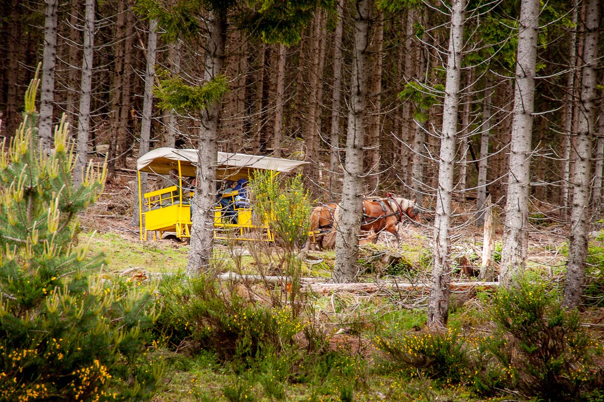 reserve des bisons europe de margeride - PDemeure (1)