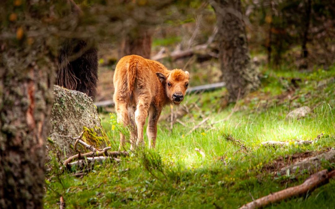 Les Bisons fêtent le printemps