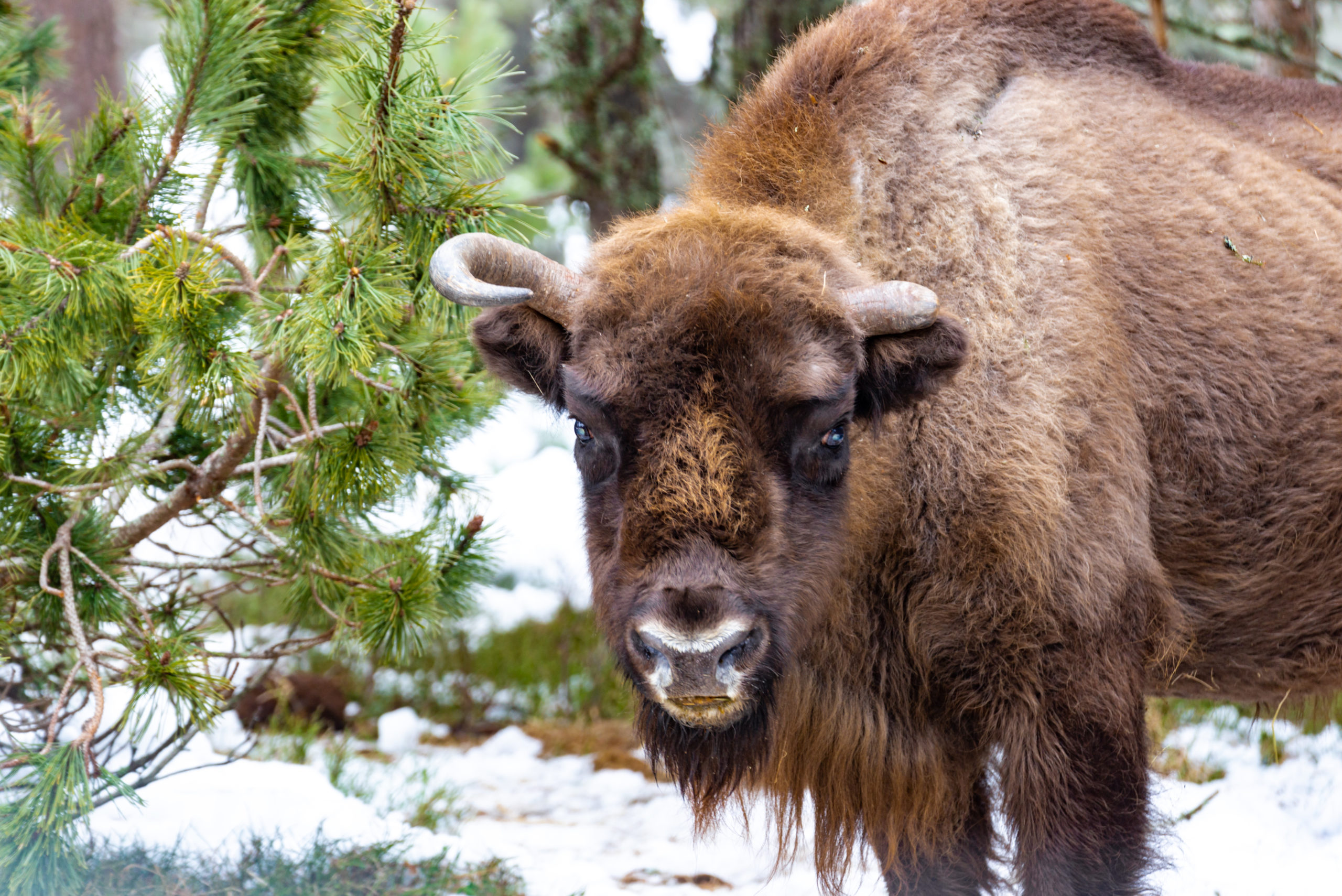 Bison d'Europe dans la neige