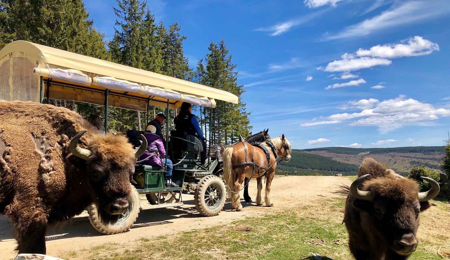 bisons calèche chevaux