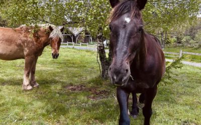 Devenez Soigneur Animalier