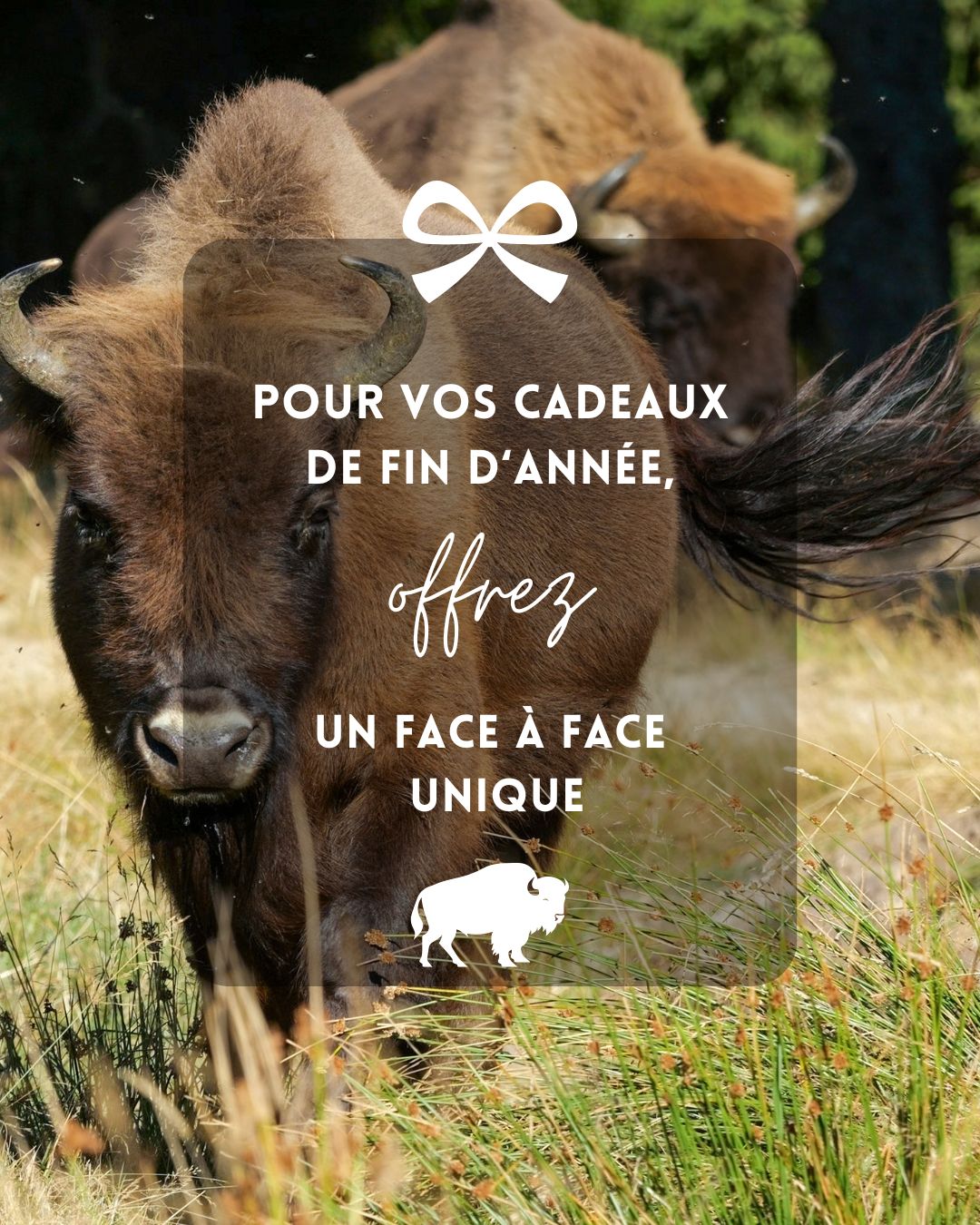 T-shirt Bison / Buffle 100% Coton - Unisexe - Fabriqué Aux USA - Neuf Avec étiquettes
