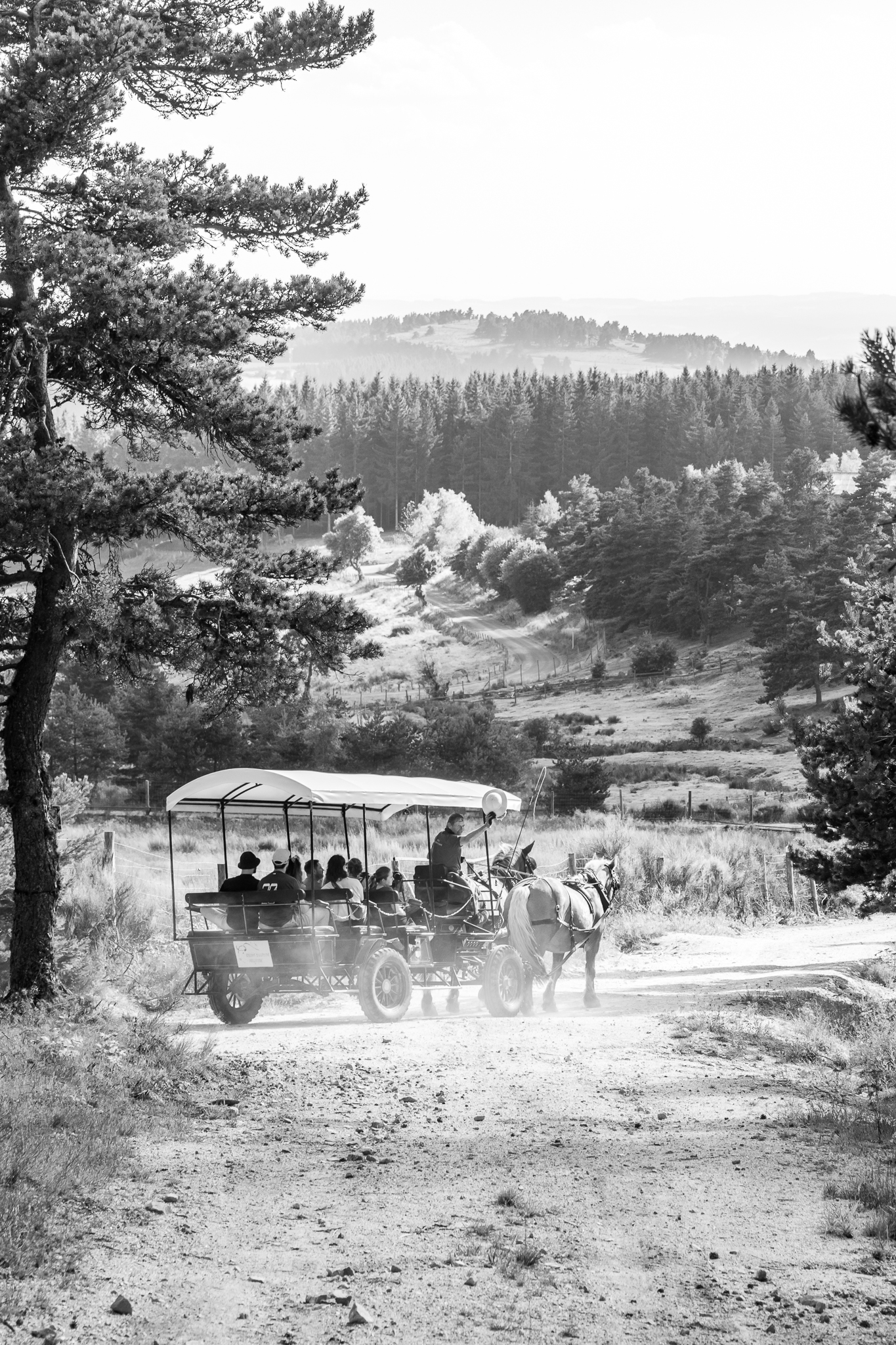 Bison_Calèche_Noir&Blanc Bisons d'Europe, Bison, Europe, Margeride, Lozère, Occitanie, animation, préhistoire, visite, N&B, calèche