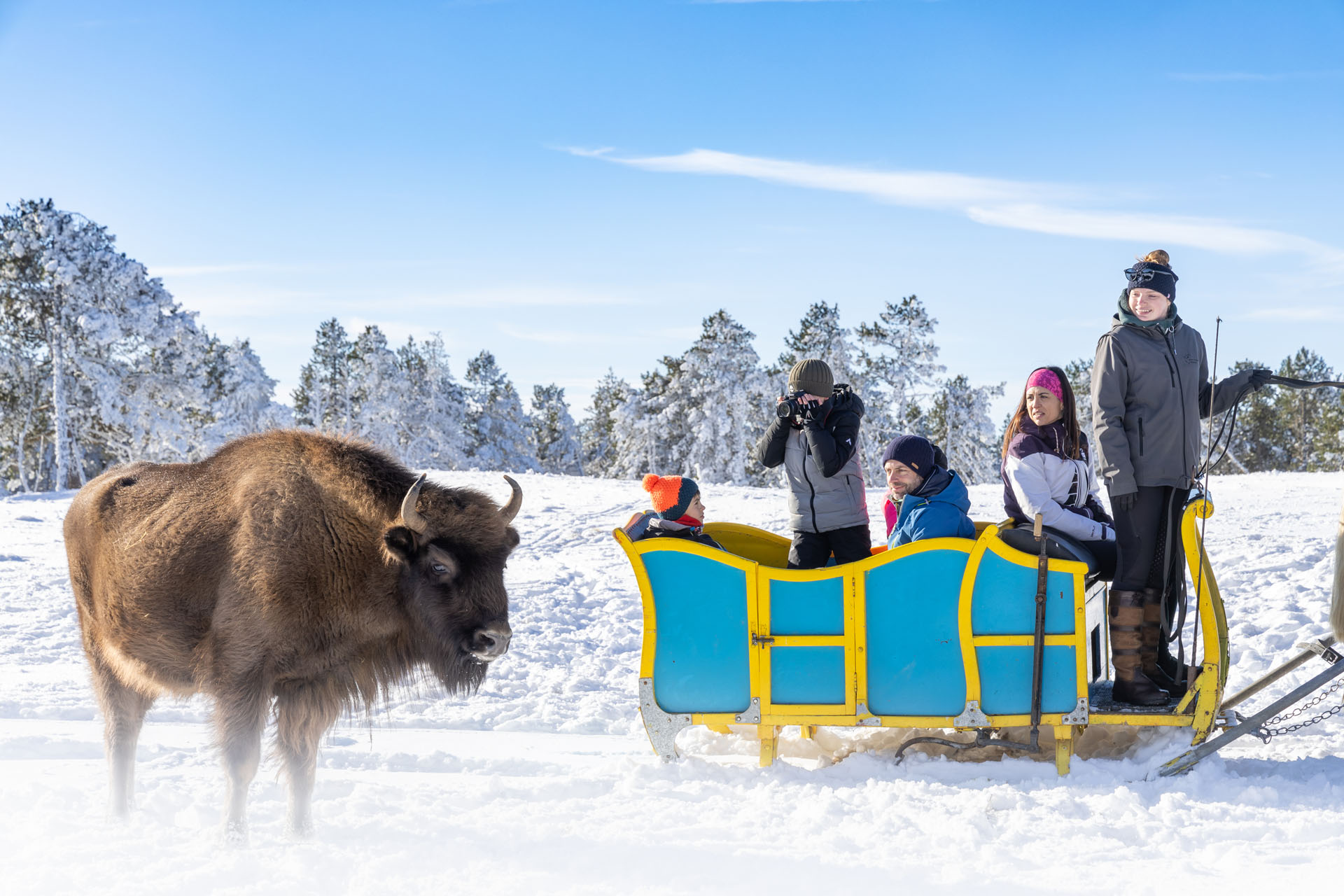 Bisons d'Europe, Bison, Europe, Margeride, Lozère, Occitanie, animation, hiver, calèche, préhistoire, visite, chevaux, neige