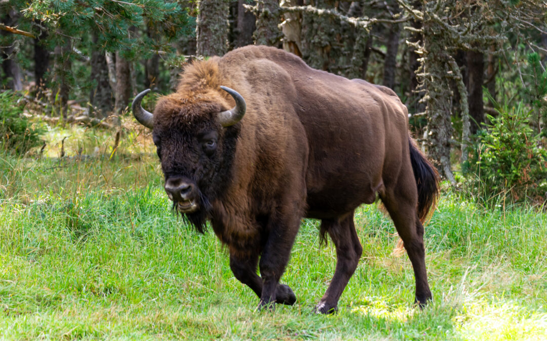 Un été sauvage à la Réserve