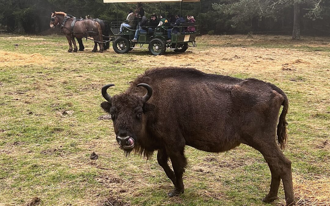 Vivez Halloween autrement à la Réserve des Bisons d’Europe