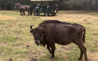 Vivez Halloween autrement à la Réserve des Bisons d’Europe