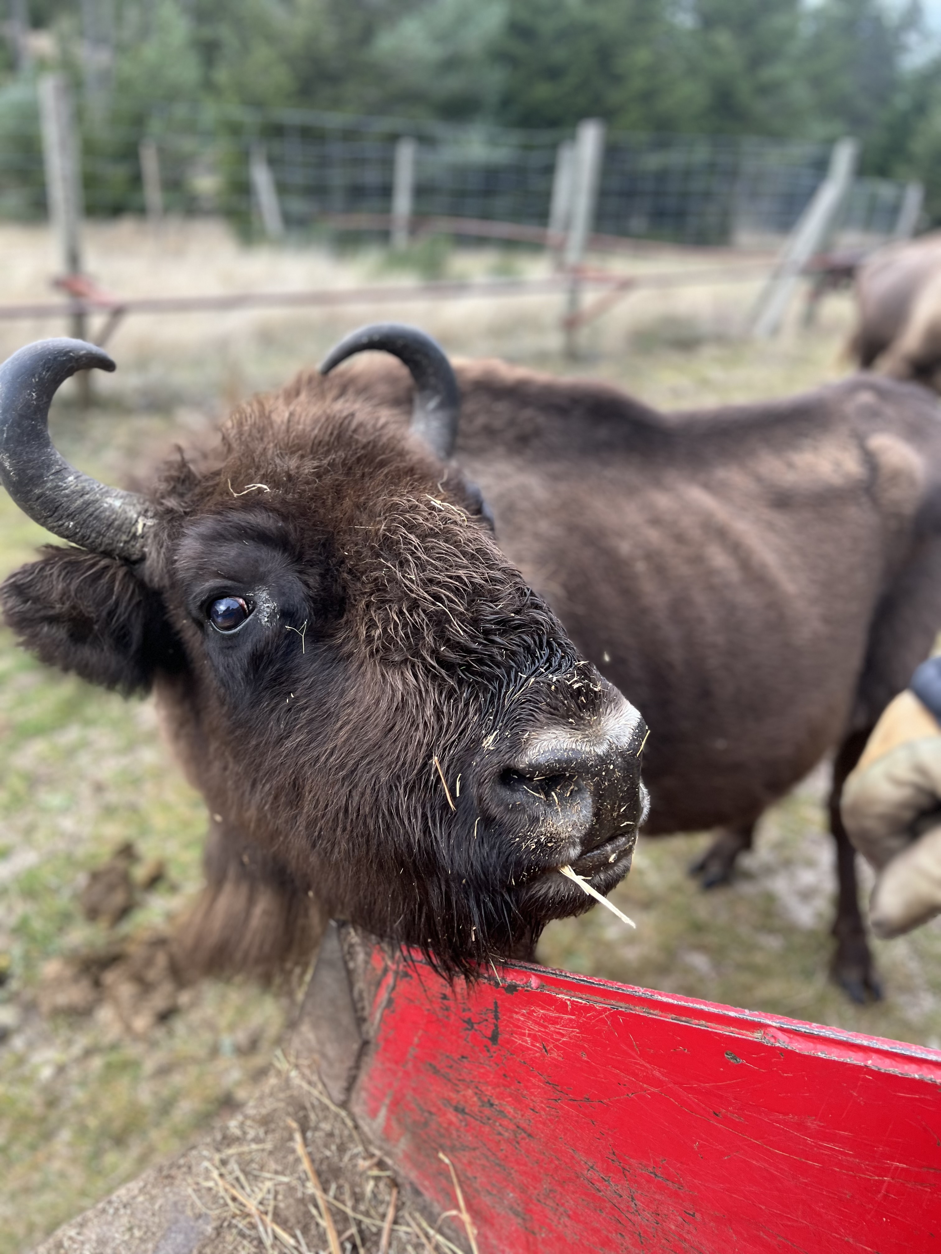 Bisons - crédit reserve des bisons (9)