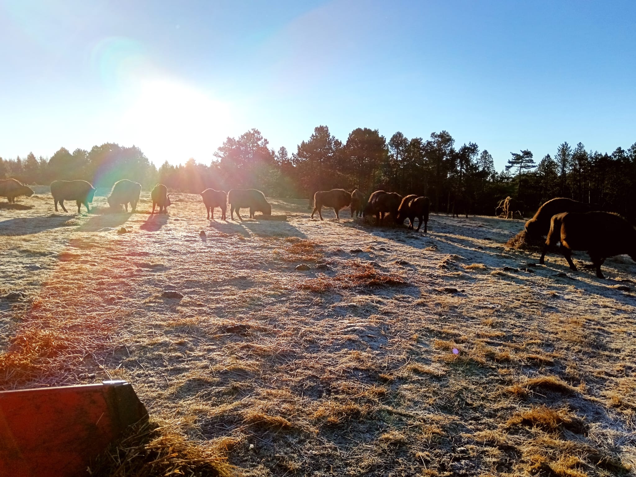 Hiver, bisons, concours photos, Margeride, Lozère, Occitanie