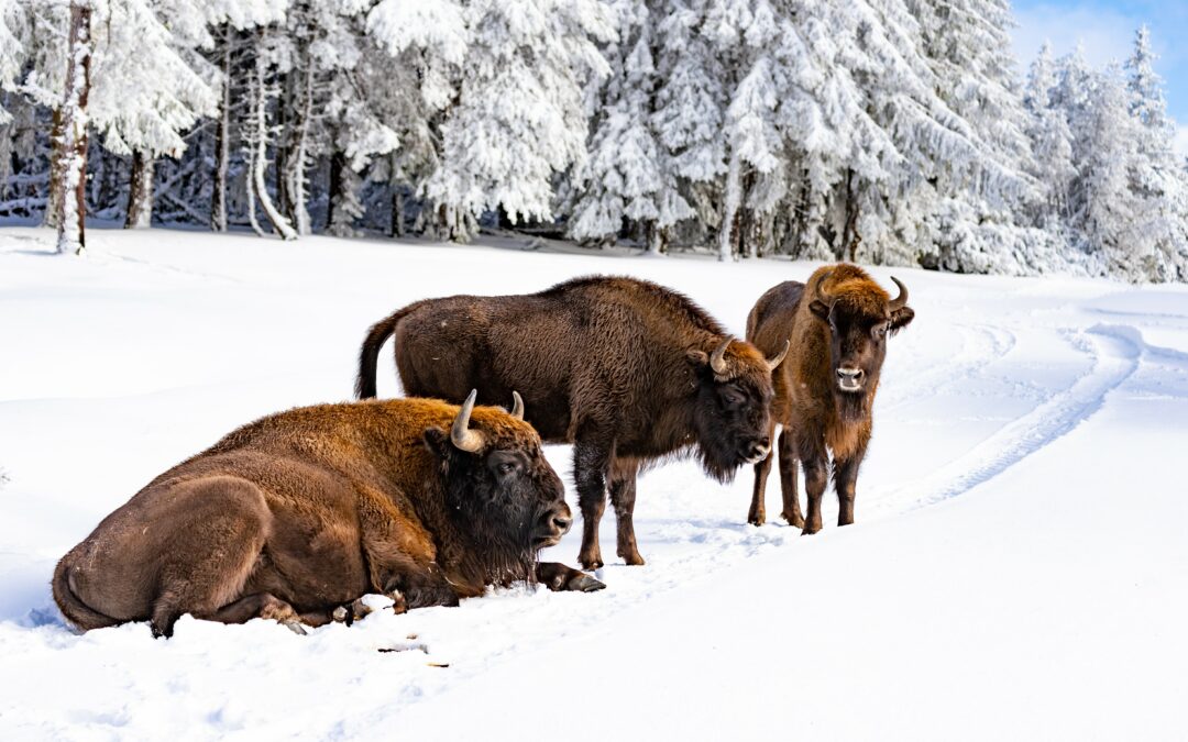 Animations de Noël 2025