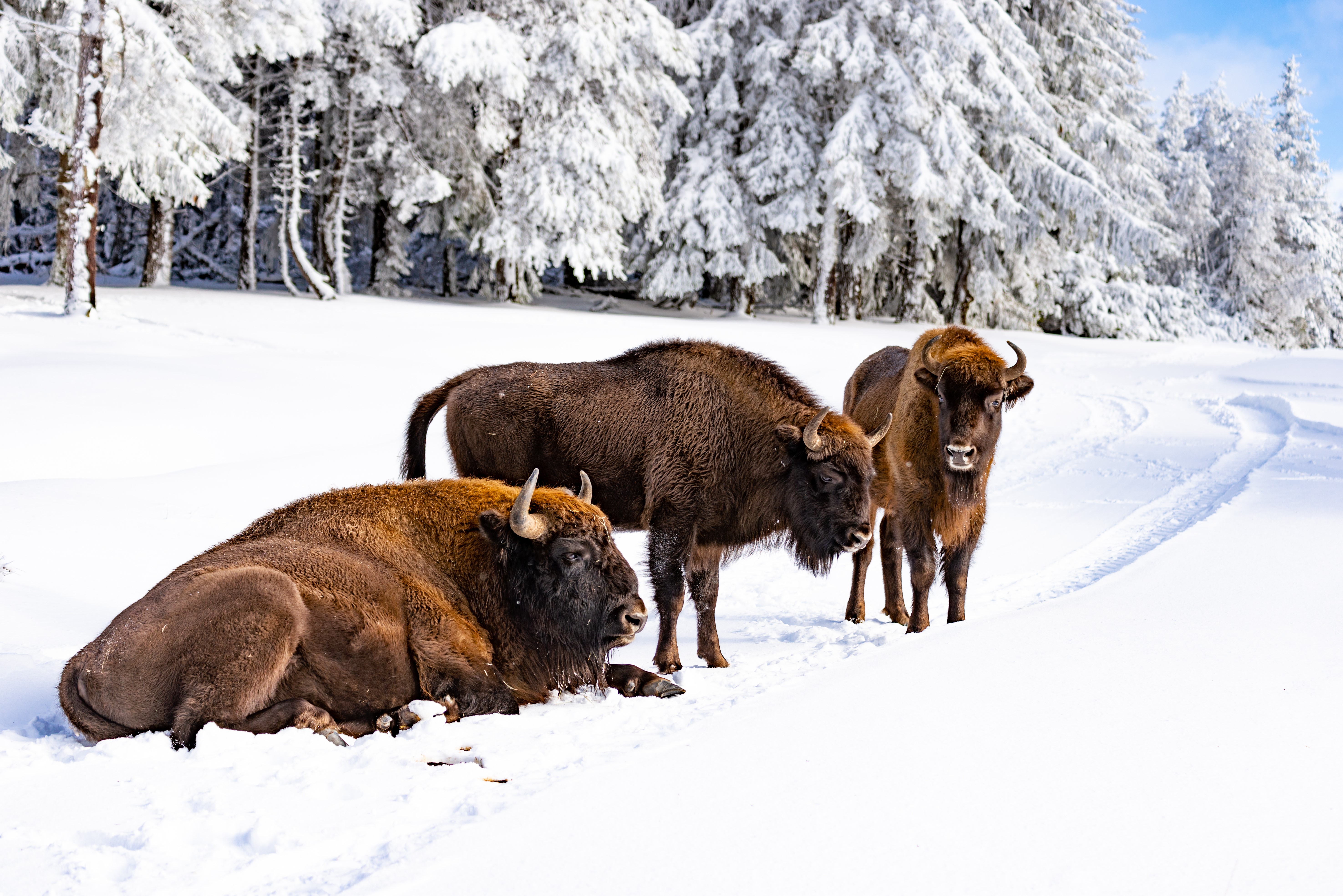 Bisons, hiver, Lozère, Margeride, Occitanie, Concours Photos