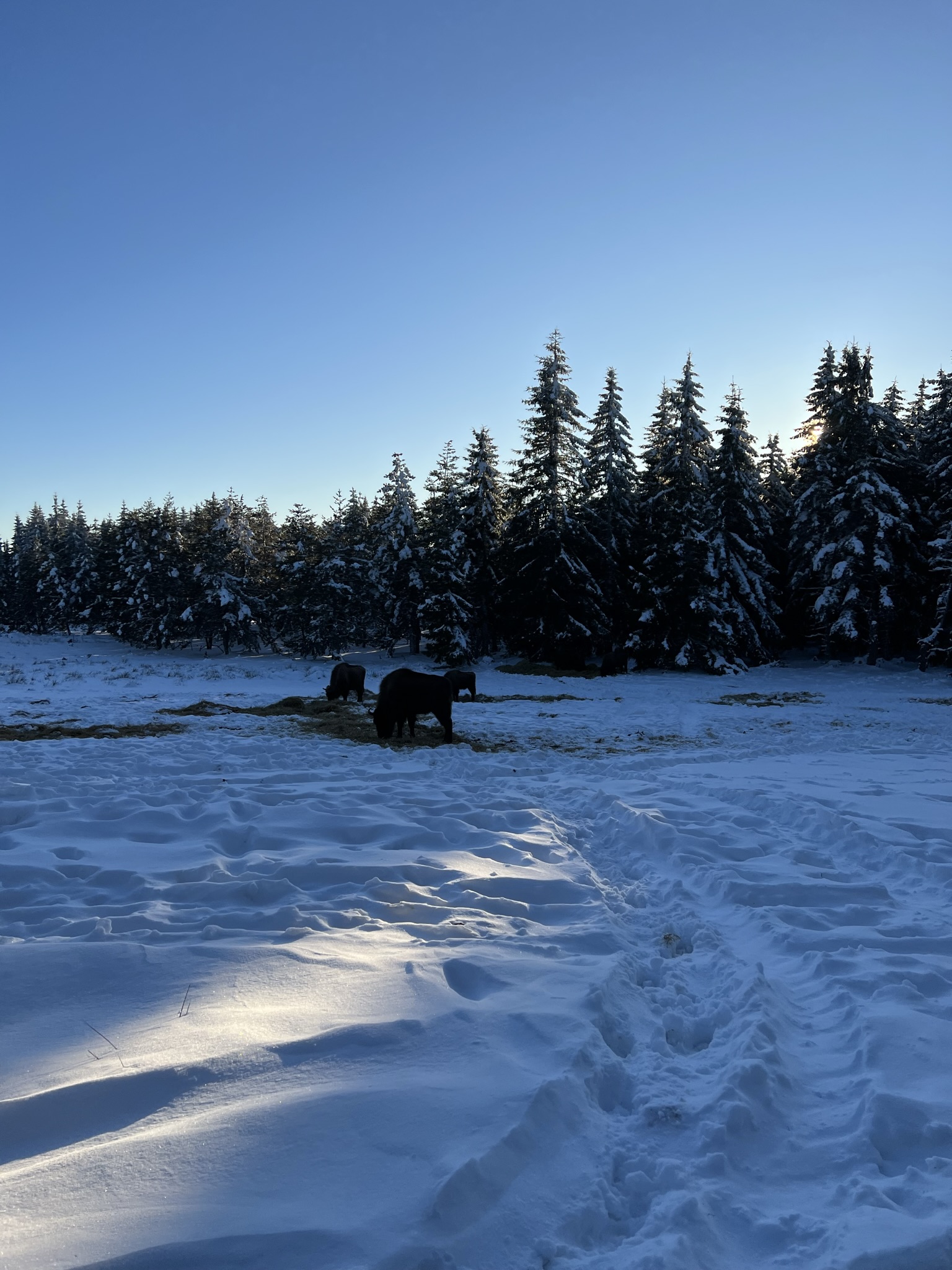 Hiver, Bisons, Margeride, Lozère, Occitanie, Noël,