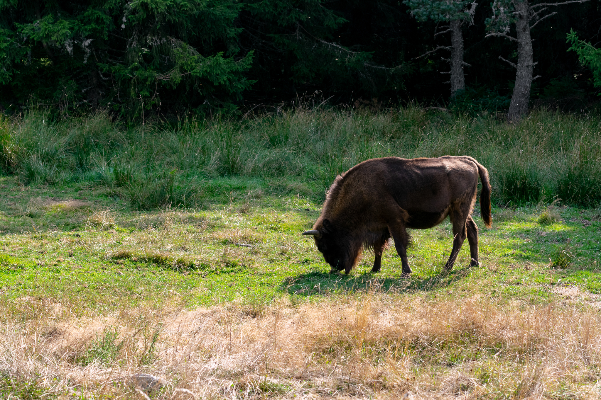 Bison - Réserve des bisons d'Europe en Lozère