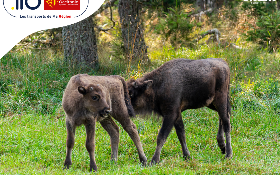 Visite en calèche à la Réserve des Bisons d’Europe : Venez en navette liO cet été 2026 !