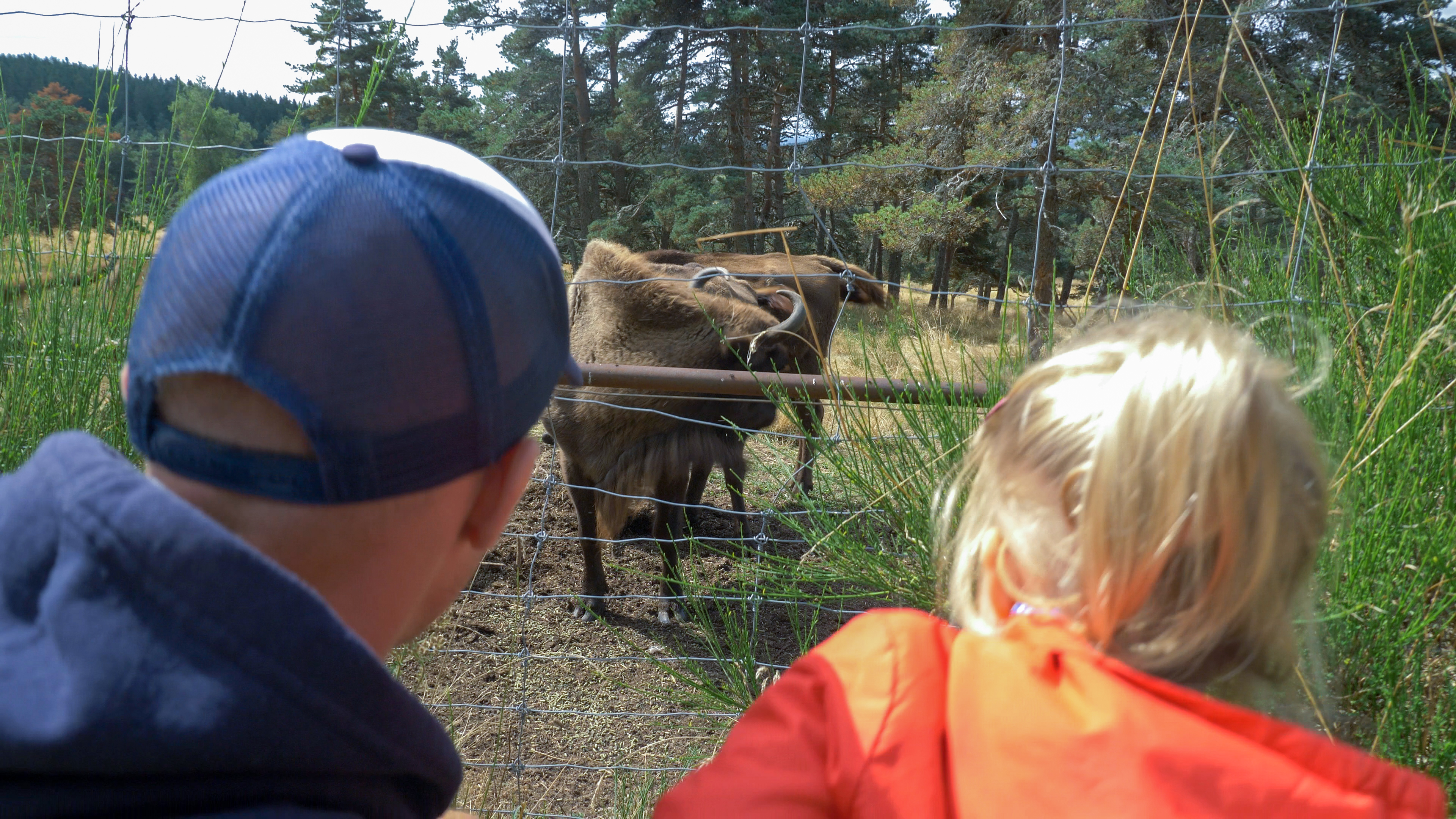 reserve bison margeride lozere - crédit Fabrik à Images (330) Soigneur animalier - Animation à la Réserve des bisons d'Europe