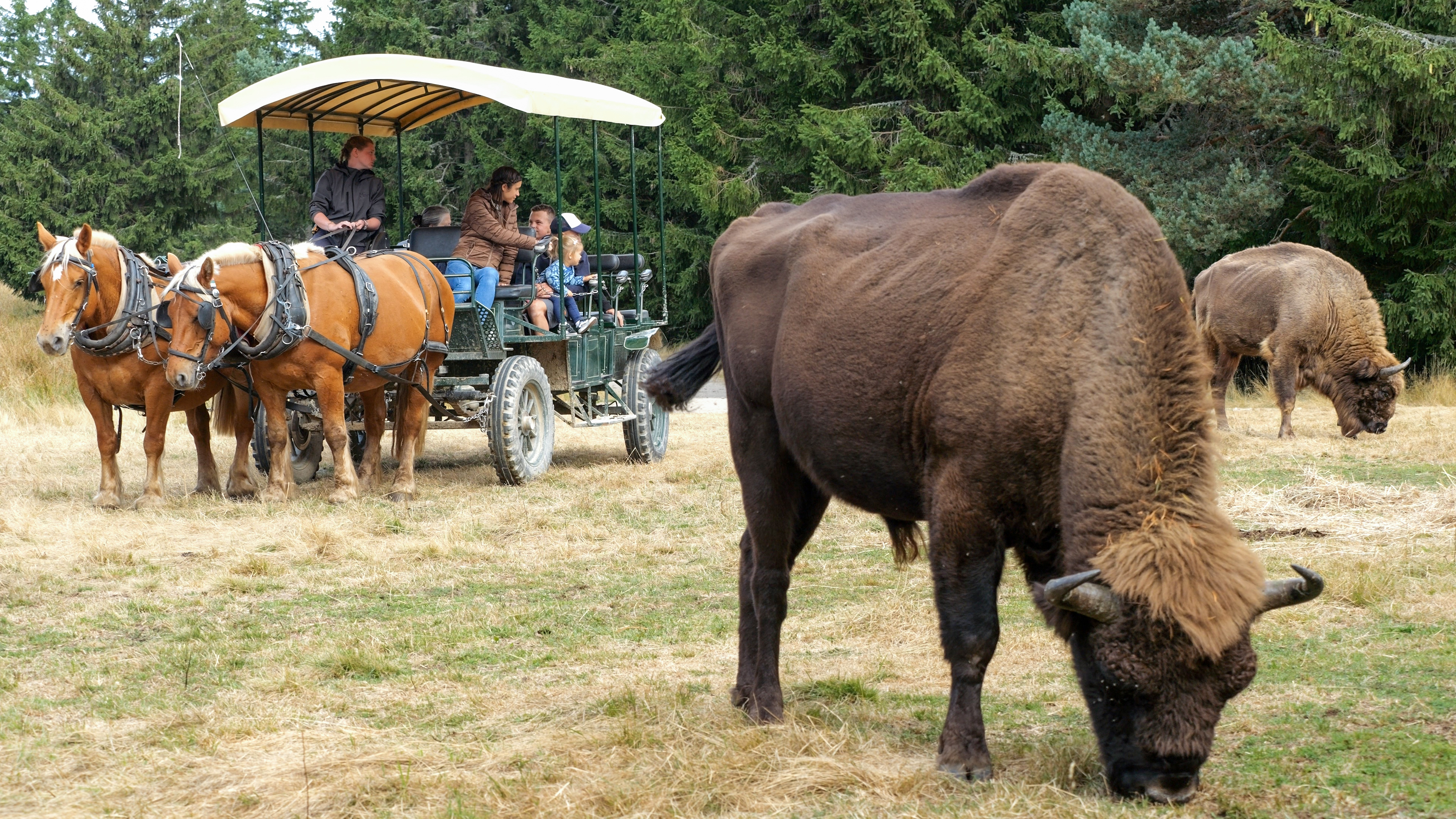 Visite commentée - Réserve des bisons d'Europe Visite commentée - Réserve des bisons d'Europe