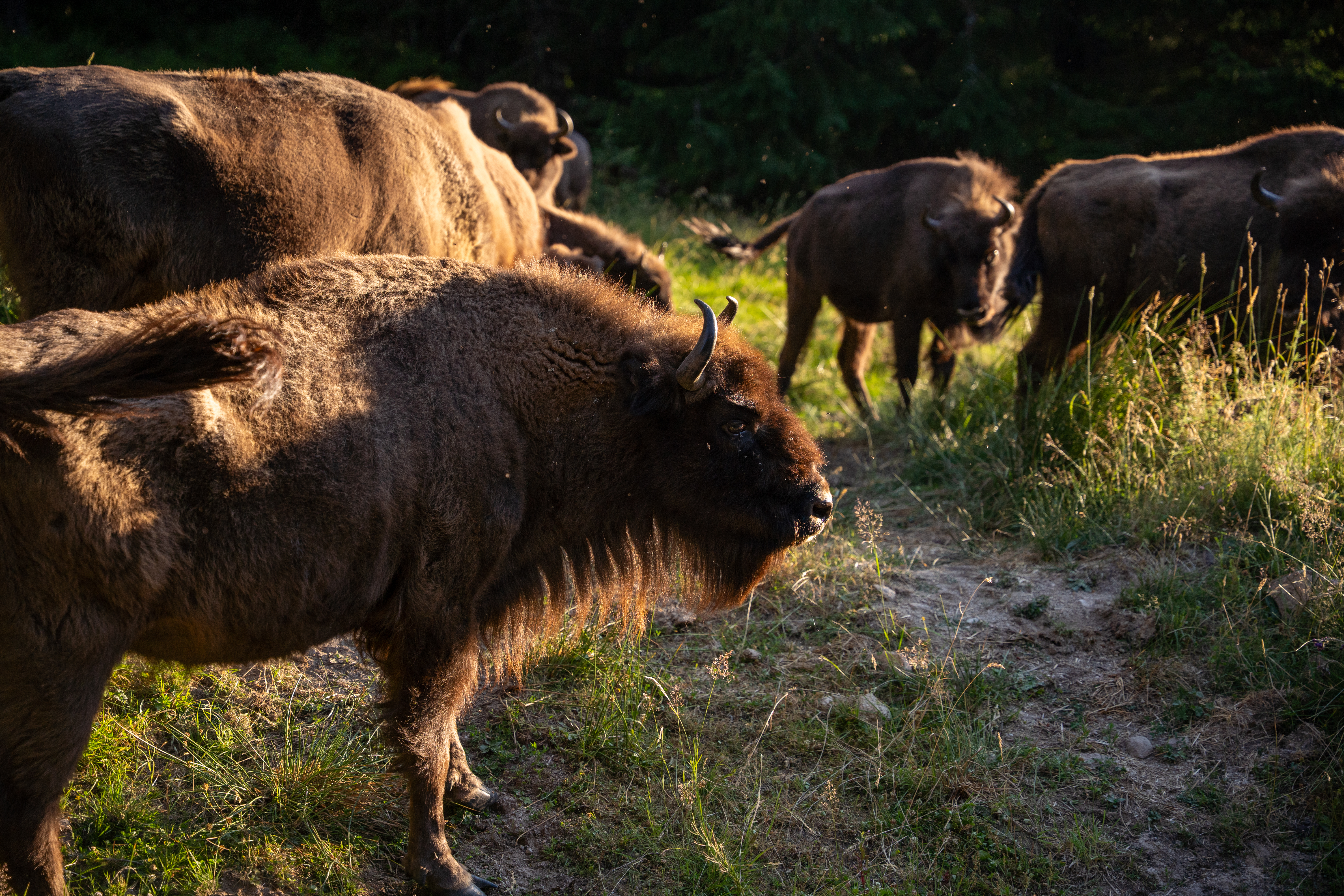 Ambiance guinguette - Réserve bison d'Europe - Animations 2026